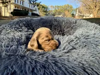Jelly Bean , a male Miniature Dachshund for sale in Bremen, GA – Photo 3 of 10