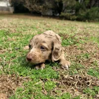 Jelly Bean , a male Miniature Dachshund for sale in Bremen, GA – Photo 2 of 6