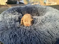 Jelly Bean , a male Miniature Dachshund for sale in Bremen, GA – Photo 5 of 10