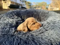 Jelly Bean , a male Miniature Dachshund for sale in Bremen, GA – Photo 1 of 10