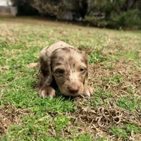 Jelly Bean , a male Miniature Dachshund for sale in Bremen, GA – Photo 1 of 6