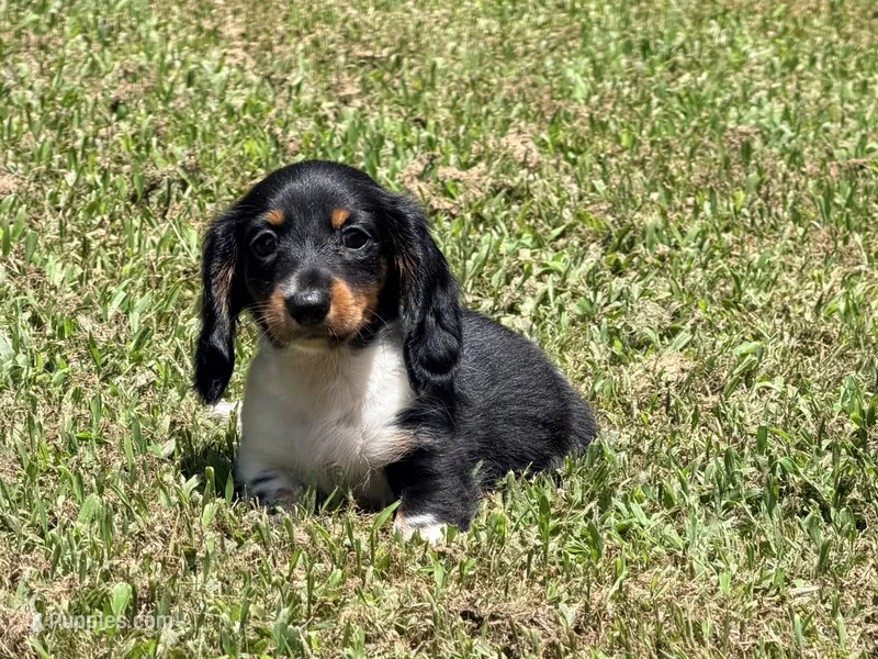 Red  – Miniature Dachshund puppy for sale in Bremen, GA