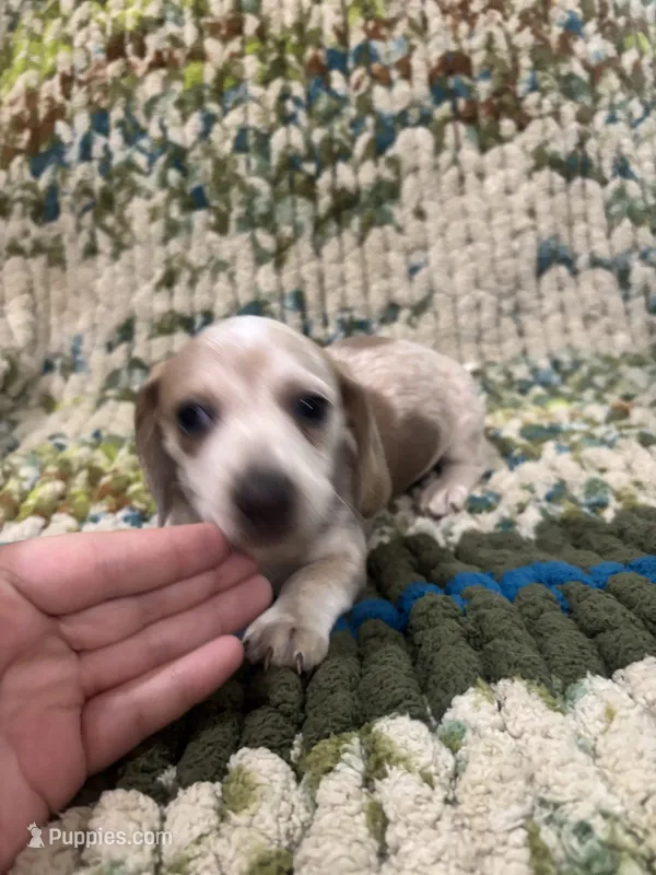 Hearts – Miniature Dachshund puppy for sale in Bremen, GA