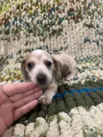 Hearts, a female Miniature Dachshund for sale in Bremen, GA – 1 of 6