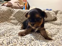 Lady, a female Yorkshire Terrier for sale in Bremen, GA – 8 of 8