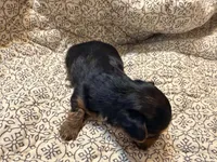 Lady, a female Yorkshire Terrier for sale in Bremen, GA – 2 of 8