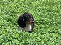 Red , a male Miniature Dachshund for sale in Bremen, GA – 4 of 6