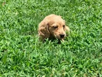 Casey, a male Miniature Dachshund for sale in Bremen, GA – 5 of 9