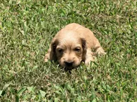 Diego, a male Miniature Dachshund for sale in Bremen, GA – 6 of 7