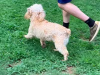 Peaches, a female Cavapoo for sale in Bremen, GA – 6 of 9