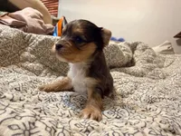 Sky, a male Yorkshire Terrier for sale in Bremen, GA – 5 of 7