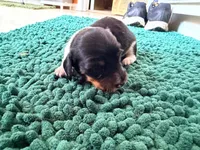 Red , a male Miniature Dachshund for sale in Bremen, GA – 5 of 7