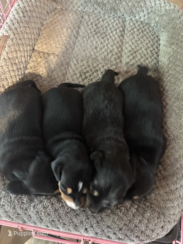 Four stooges.  – Miniature Dachshund puppy for sale in Bremen, GA