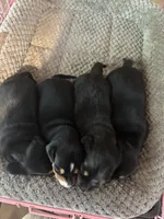Four stooges. , a male Miniature Dachshund for sale in Bremen, GA – 1 of 1