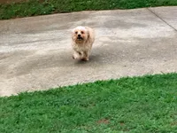 Peaches, a female Cavapoo for sale in Bremen, GA – 7 of 9
