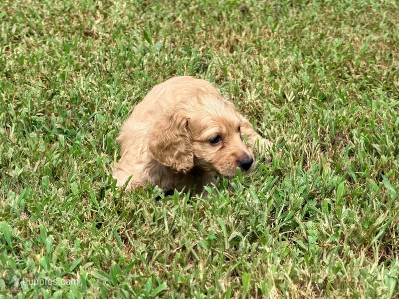 Casey – Miniature Dachshund puppy for sale in Bremen, GA