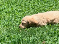 Diego, a male Miniature Dachshund for sale in Bremen, GA – 9 of 10