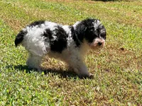 Loki, a male Miniature Schnauzer for sale in Bremen, GA – 5 of 10