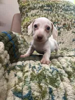 Sam, a male Miniature Dachshund for sale in Bremen, GA – 1 of 1