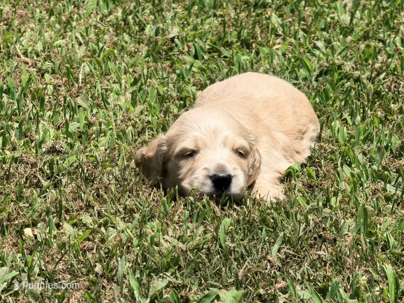 Casey – Miniature Dachshund puppy for sale in Bremen, GA