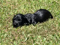 Monica, a female Miniature Dachshund for sale in Bremen, GA – 2 of 7