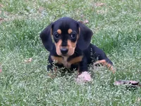Lobo, a male Miniature Dachshund for sale in Bremen, GA – Photo 6 of 8