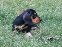Lobo, a male Miniature Dachshund for sale in Bremen, GA – Photo 8 of 8