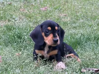 Lobo, a male Miniature Dachshund for sale in Bremen, GA – Photo 4 of 8