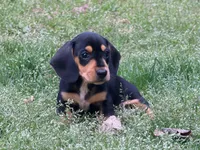 Lobo, a male Miniature Dachshund for sale in Bremen, GA – Photo 5 of 8