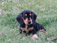 Lobo, a male Miniature Dachshund for sale in Bremen, GA – Photo 2 of 8