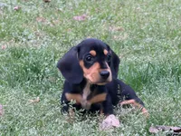 Lobo, a male Miniature Dachshund for sale in Bremen, GA – Photo 7 of 8