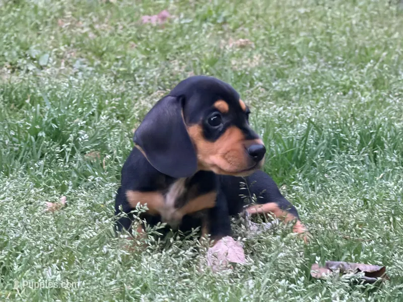 Lobo – Miniature Dachshund puppy for sale in Bremen, GA