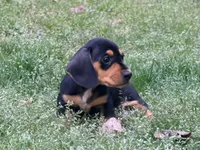 Lobo, a male Miniature Dachshund for sale in Bremen, GA – Photo 1 of 8