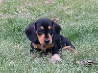 Lobo, a male Miniature Dachshund for sale in Bremen, GA – Photo 3 of 8
