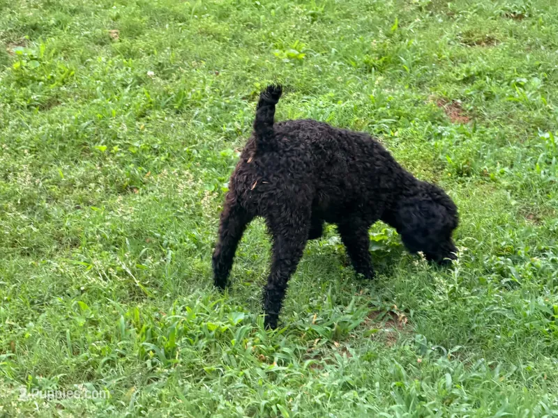 Giddy  – Poodle - Miniature  puppy for sale in Bremen, GA