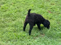 Giddy , a male Poodle - Miniature  for sale in Bremen, GA – 1 of 10