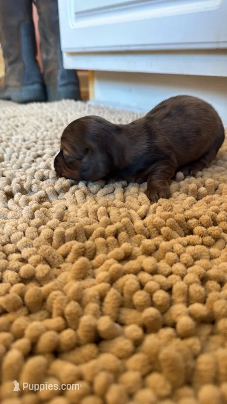 Blue – Miniature Dachshund puppy for sale in Bremen, GA