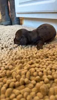 Blue, a male Miniature Dachshund for sale in Bremen, GA – 1 of 6