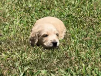 Casey, a male Miniature Dachshund for sale in Bremen, GA – 6 of 6