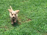 Butter, a male Miniature Dachshund for sale in Bremen, GA – 8 of 9