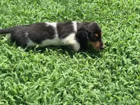 Orange, a male Miniature Dachshund for sale in Bremen, GA – 4 of 7