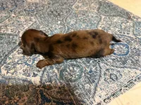 Red heart, a male Miniature Dachshund for sale in Bremen, GA – 6 of 7