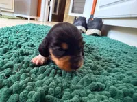 Orange, a male Miniature Dachshund for sale in Bremen, GA – 5 of 10