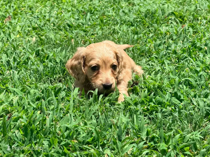 Casey – Miniature Dachshund puppy for sale in Bremen, GA