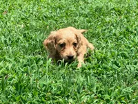 Casey, a male Miniature Dachshund for sale in Bremen, GA – 1 of 9
