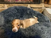 Cupid , a male Miniature Dachshund for sale in Bremen, GA – Photo 3 of 6