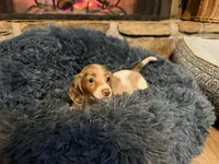 Cupid , a male Miniature Dachshund for sale in Bremen, GA – Photo 2 of 6