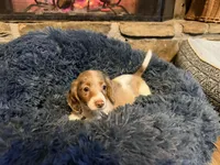 Cupid , a male Miniature Dachshund for sale in Bremen, GA – Photo 6 of 6
