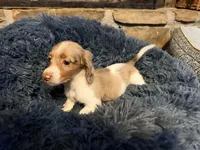 Cupid , a male Miniature Dachshund for sale in Bremen, GA – Photo 1 of 6