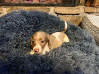 Cupid , a male Miniature Dachshund for sale in Bremen, GA – Photo 5 of 6